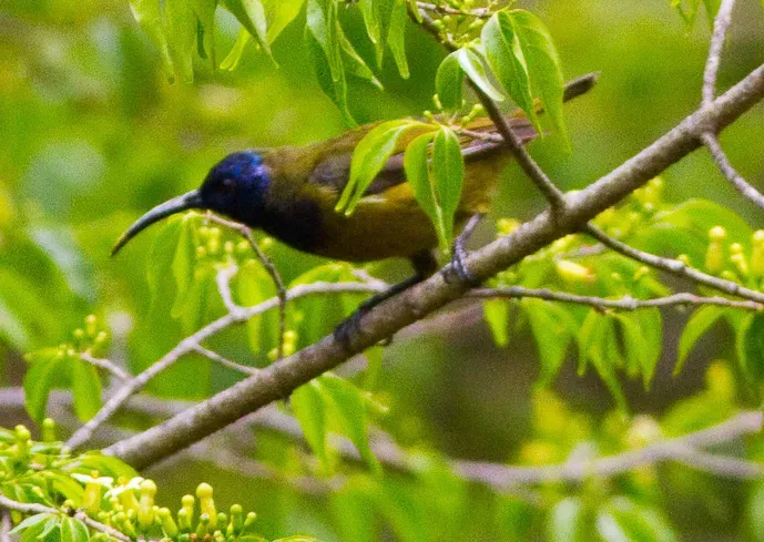 File:Cameroon Sunbird (Cyanomitra oritis) (cropped).jpg