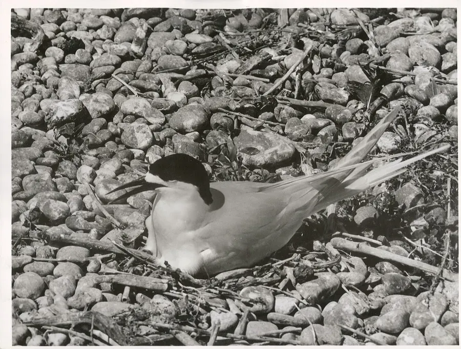 File:White Fronted Tern (Sterna striata) Maori, Tara.jpg