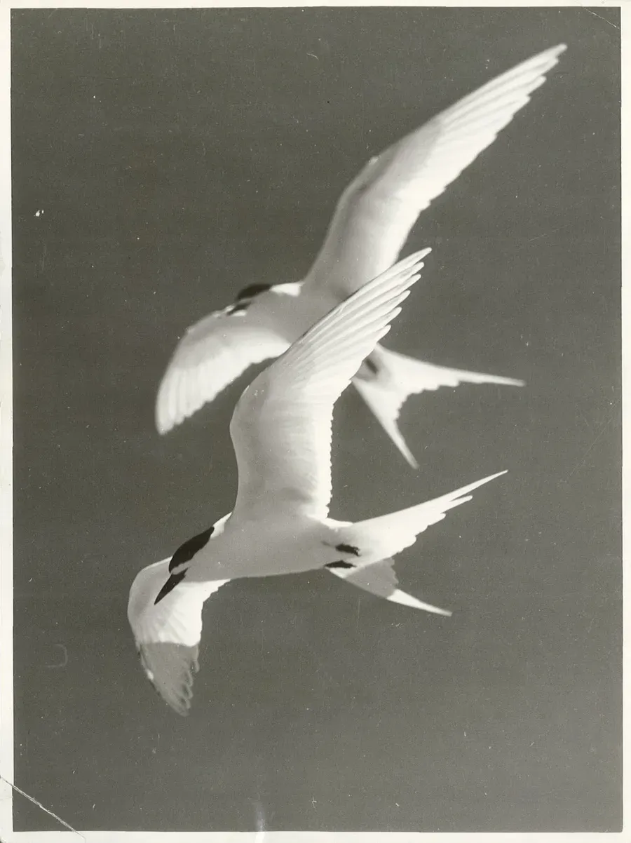 File:White Fronted Tern (Sterna striata) Maori, Tara (6).jpg