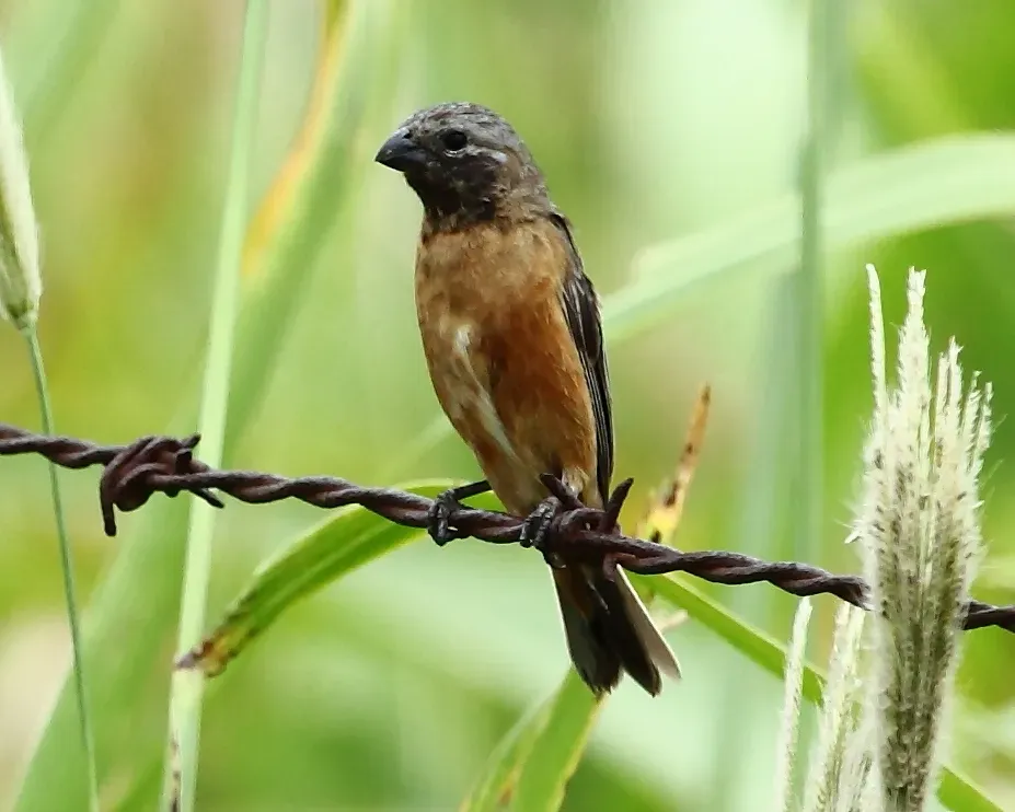 File:Sporophila ruficollis - Dark-throated Seedeater (male) (cropped).JPG