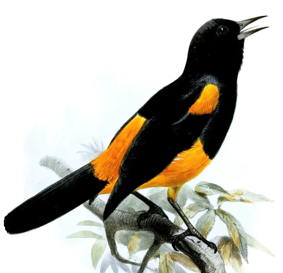 File:IcterusLaudabilisSmit (cropped).jpg