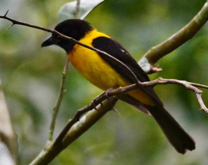 File:Lanio aurantius (cropped).jpg