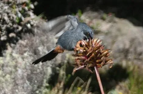File:Greater flowerpiercer Diglossa major feeding on Orectanthe sceptrum flower, Mount Roraima, Venezuela (cropped).jpg