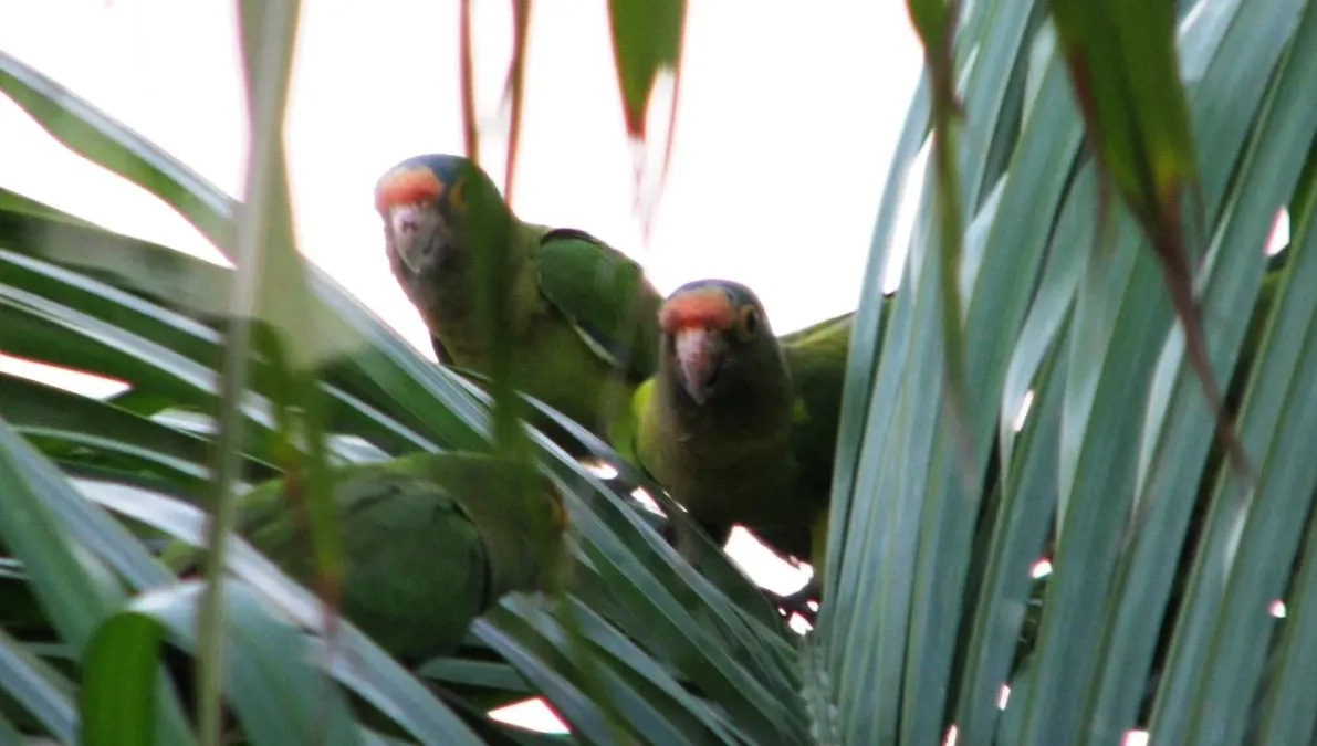 File:Eupsittula canicularis, near Coco Beach, Costa Rica 1.jpg