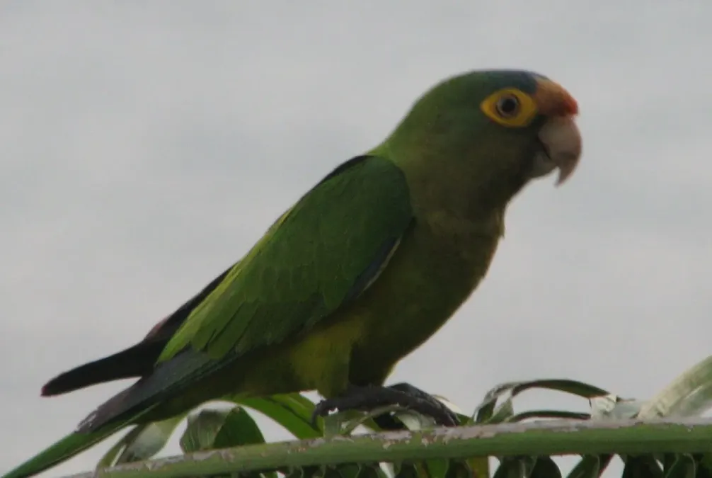 File:Eupsittula canicularis, Arenal, Costa Rica 2.jpg