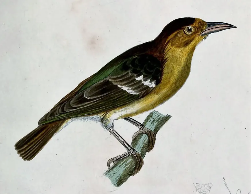 File:Ploceus sanctithomae - Beitrag zur Ornithologie Westafrica's (cropped) (cropped).jpg