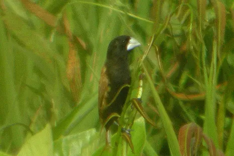 File:Lonchura grandis 1 (cropped).jpg