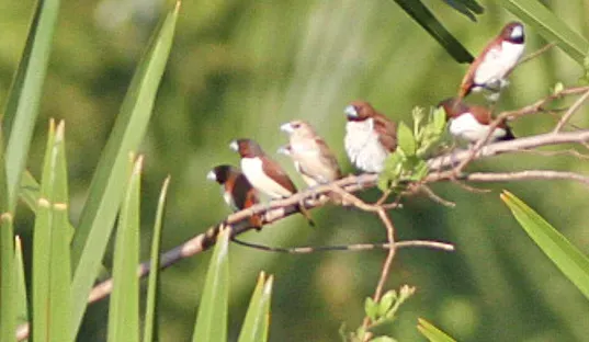 File:Five-coloured Munia (Lonchura quinticolor) (8074121105) (cropped2).jpg