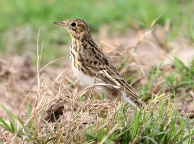 File:Short-billed Pipit (Anthus furcatus) (cropped).jpg