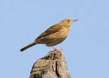 File:Anthus hellmayri (cropped).jpeg