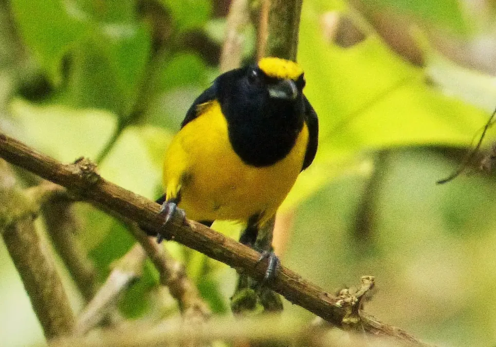 File:Spot-crowned Euphonia Euphonia imitans , male - Flickr - gailhampshire (2) (cropped).jpg