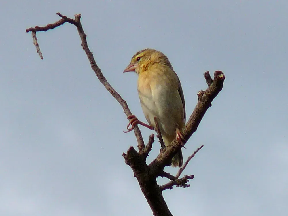 File:Euplectes franciscanus 0001 crop.jpg
