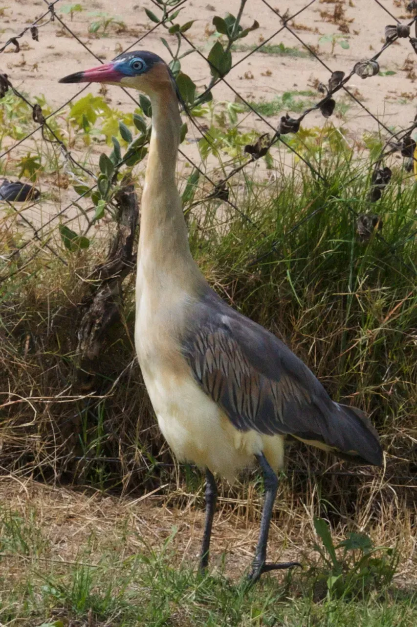 File:Syrigma sibilatrix -Punta del Este, Uruguay-8.jpg