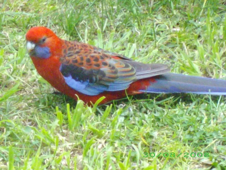 File:Platycercus elegans elegans 75388658.jpg