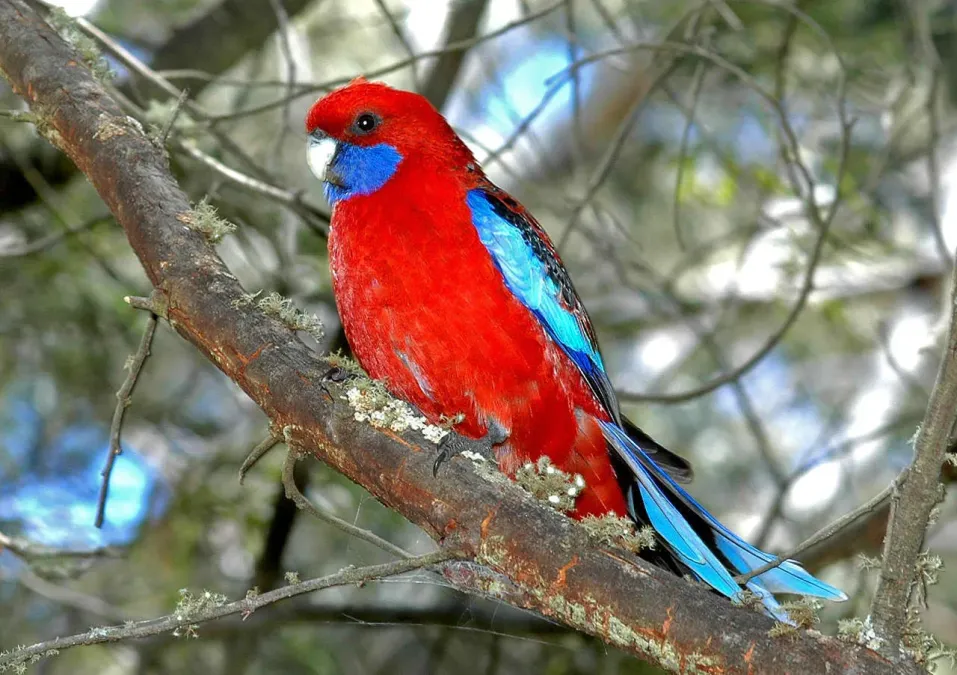 File:Platycercus elegans elegans 74932740.jpg