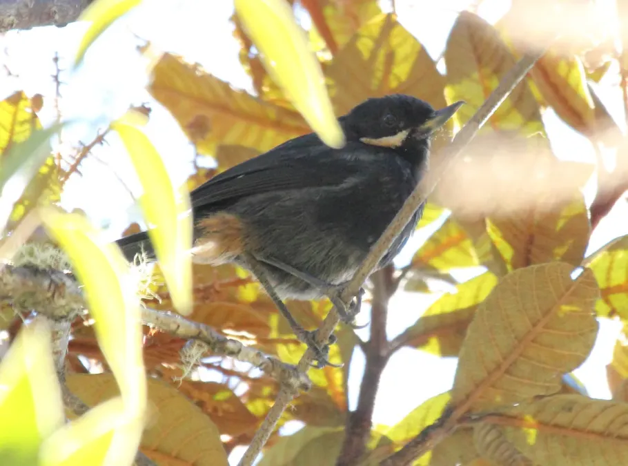 File:Moustached Flowerpiercer (Diglossa mystacalis2) (cropped).jpg