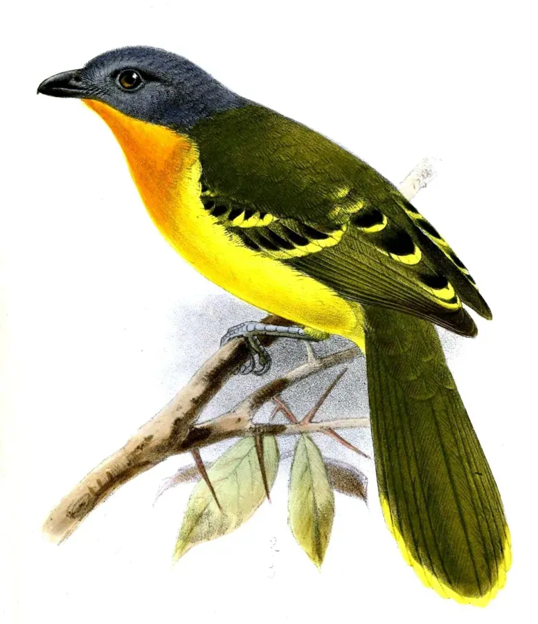 File:MalaconotusLagdeniKeulemans (cropped).jpg