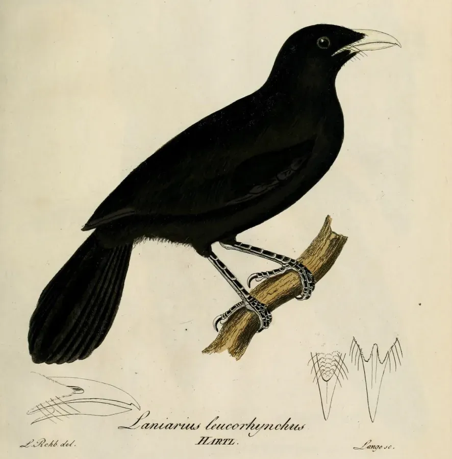 File:Laniarius leucorhynchus (cropped).jpg