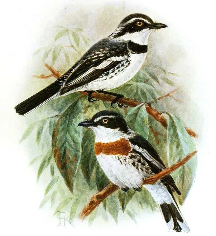 File:Batis minor (cropped).jpg