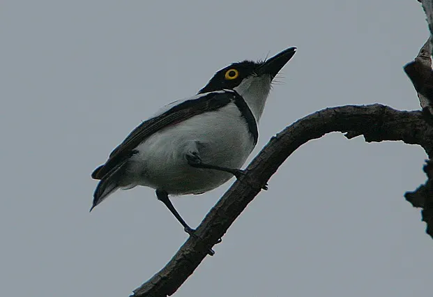 File:Flickr - Rainbirder - Senegal Batis (Batis senegalensis) (cropped).jpg