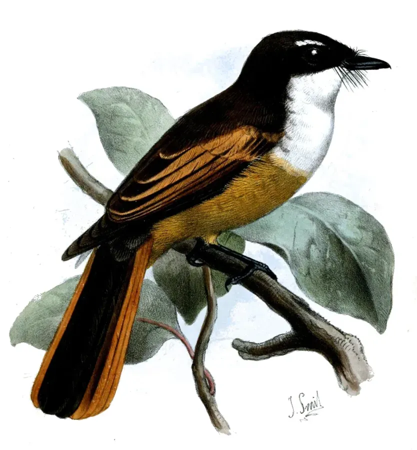 File:RhipiduraFuscorufaSmit (cropped).jpg