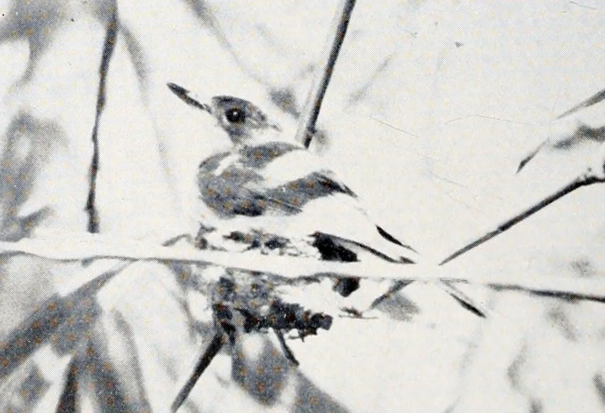 File:Myiagra freycineti (cropped).jpg