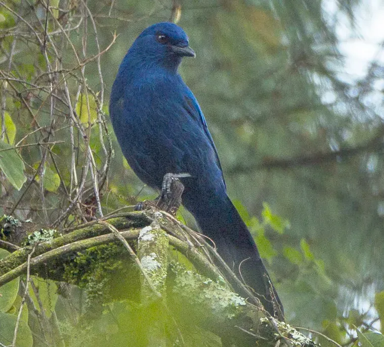 File:Aphelocoma unicolor (cropped).jpg