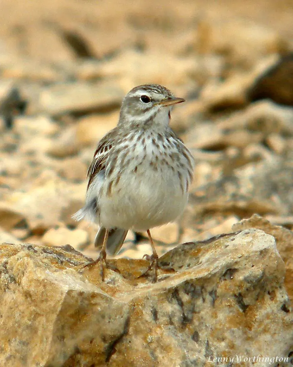 File:Berthelot's Pipit Anthus berthelotii berthelotii (25702468218).jpg
