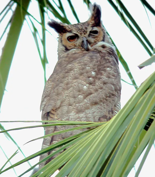 File:Great Horned Owl Bubo virginianus (27349936579).jpg