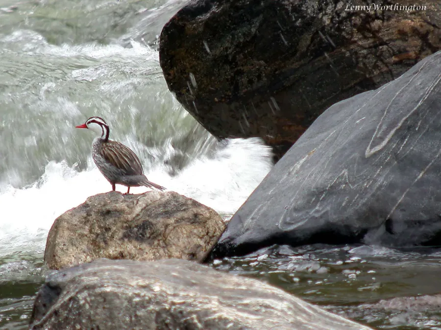 File:Torrent Duck Merganetta armata (24241069247).jpg