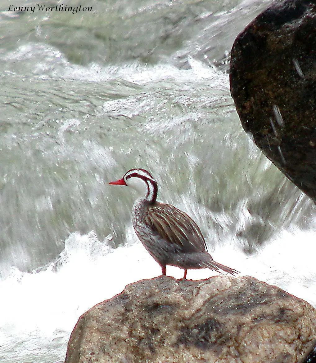 File:Torrent Duck Merganetta armata (24241068867).jpg