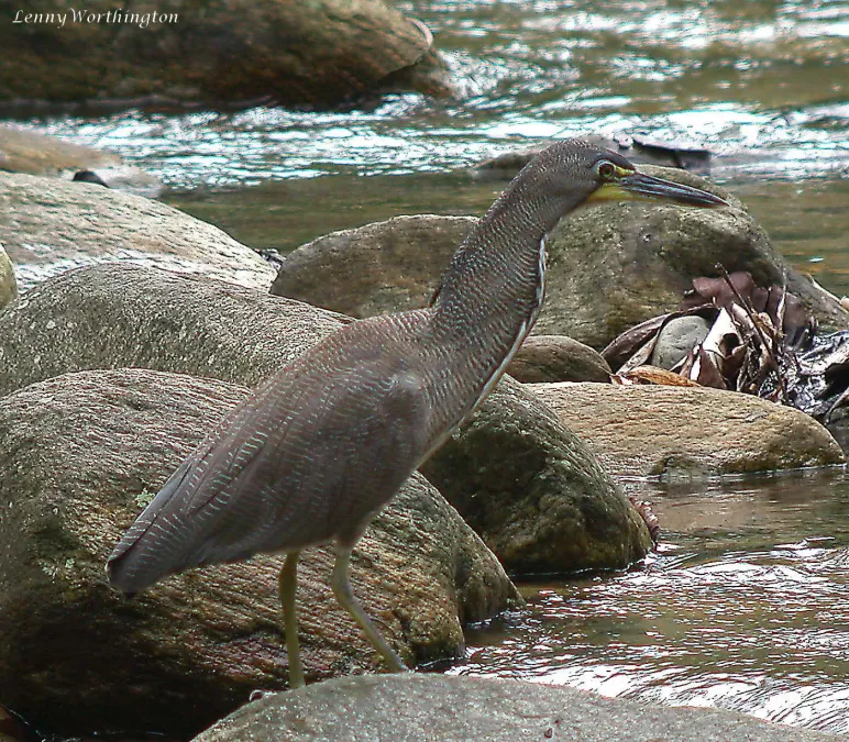 File:Fasciated Tiger-heron Tigrisoma fasciatum (27324517589).jpg