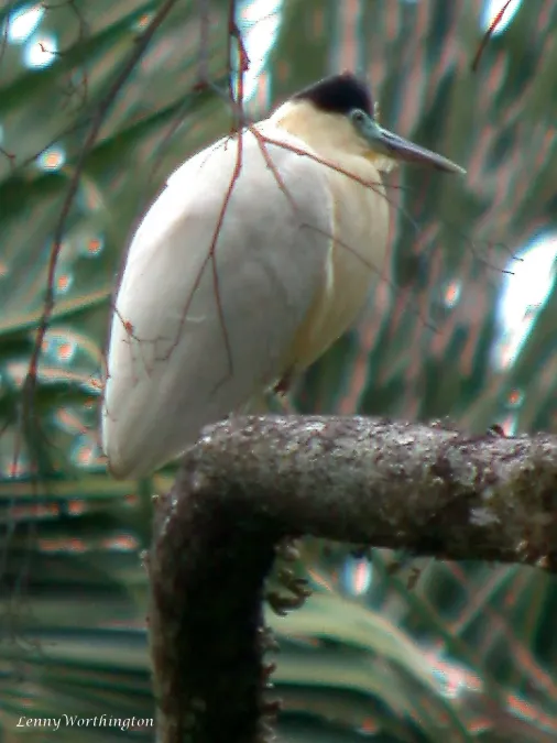 File:Capped Heron Pilherodius pileatus (27324514829).jpg