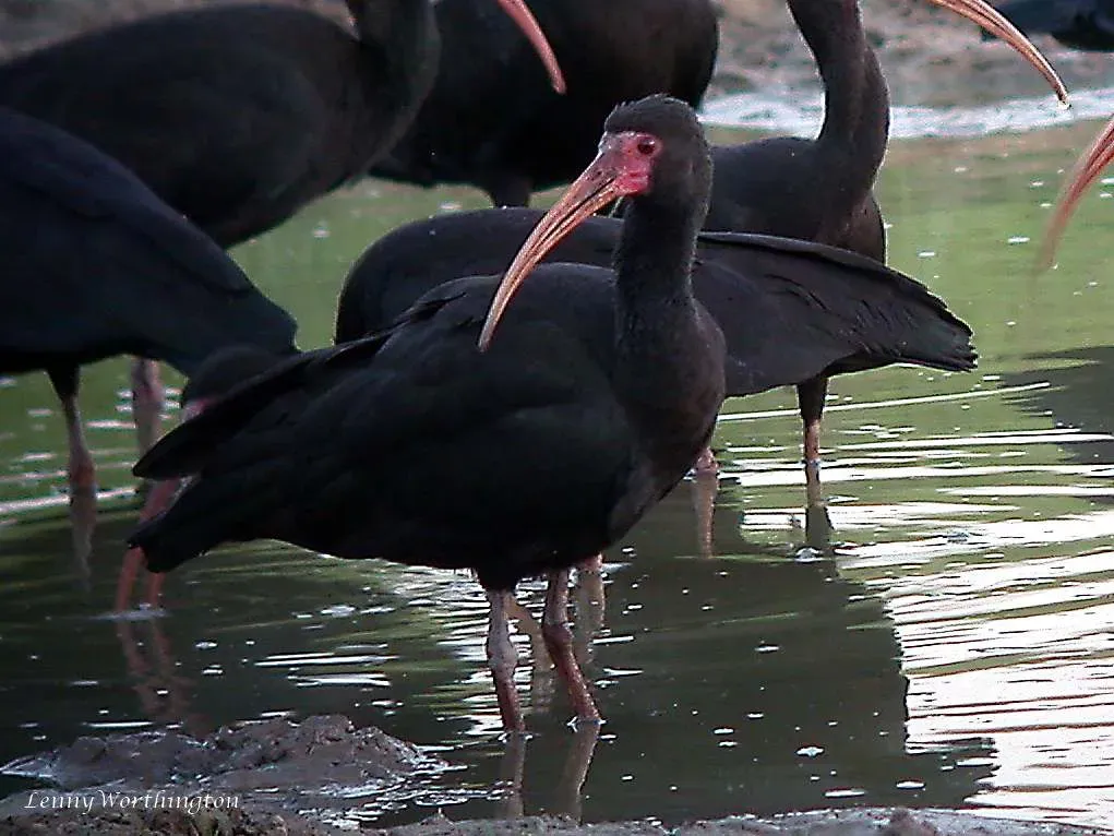 File:Bare-faced Ibis Phimosus infuscatus (27324511559).jpg