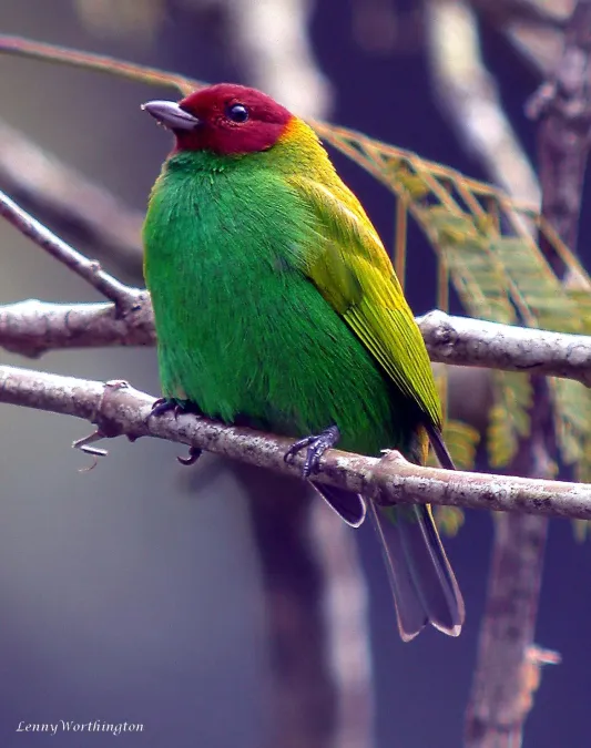 File:Bay-headed Tanager Tangara gyrola (25235435728).jpg