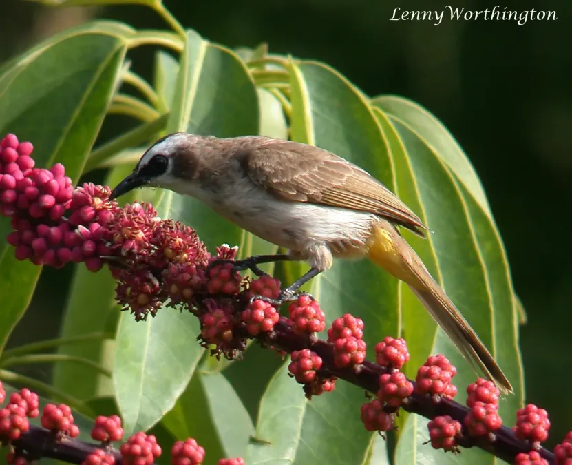 File:Yellow-vented Bulbul Pycnonotus goiavier goiavier (16337399729).jpg