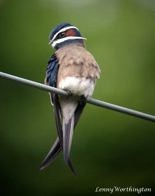 File:Whiskered Treeswift Hemiprocne comata major (15901103374).jpg