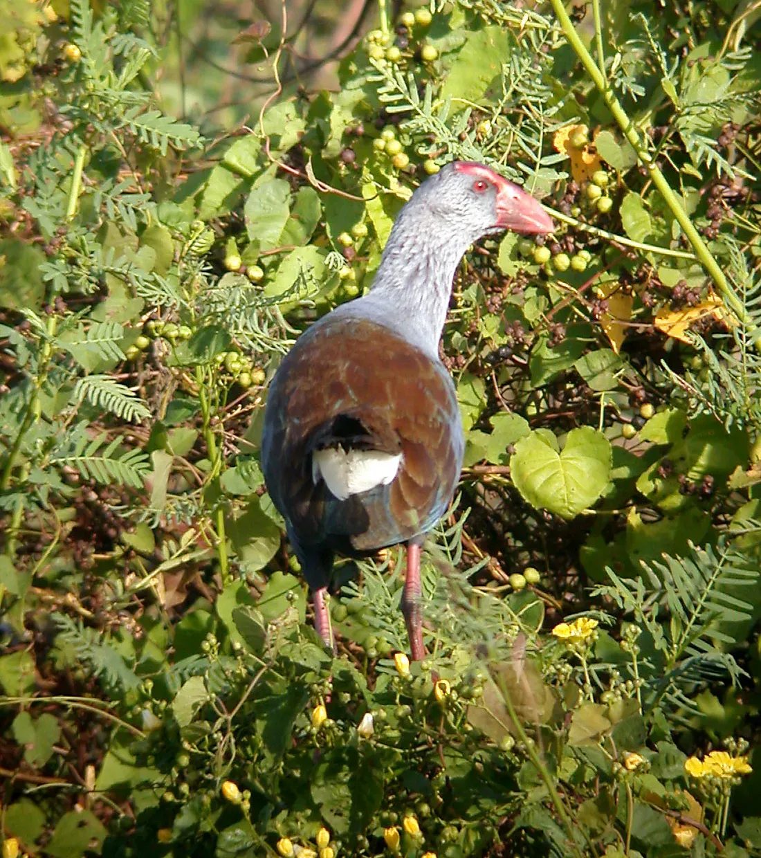 File:Philippine Swamphen Porphyrio pulverulentus, Luzon (16335974468).jpg