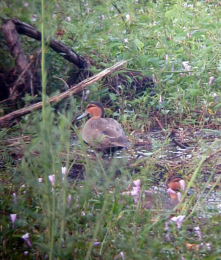 File:Philippine Duck Anas luzonica (16335973728).jpg