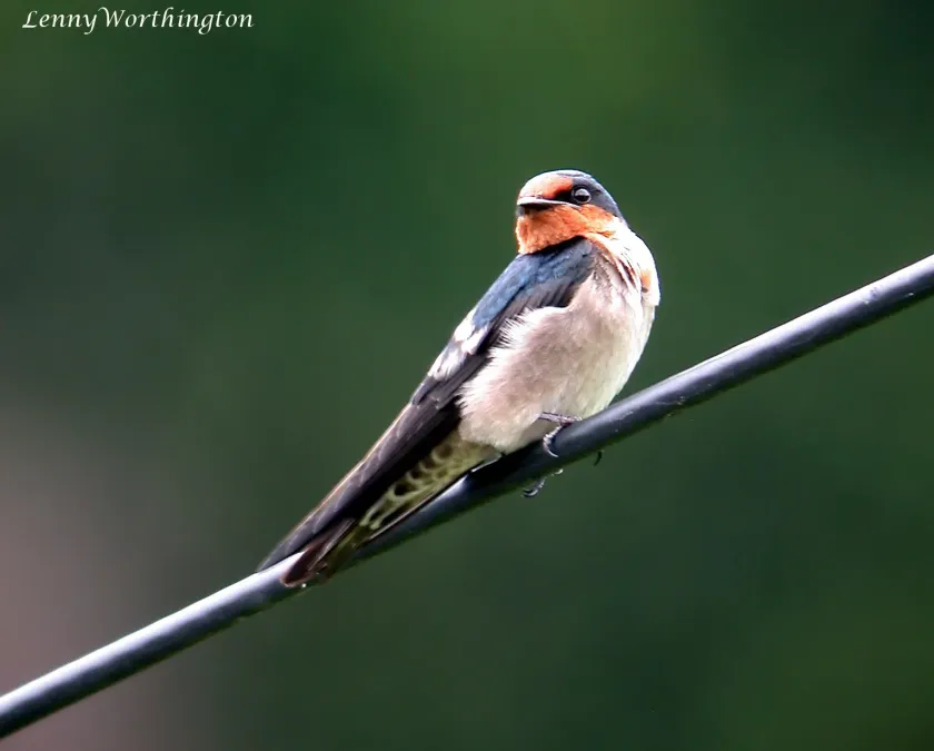 File:Pacific Swallow Hirundo tahitica javanica (16336211410).jpg