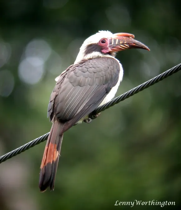 File:Luzon Hornbill Penelopides manillae (16497674086).jpg