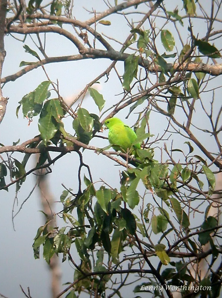 File:Green Raquet-tail Prioniturus luconensis (16497661626).jpg