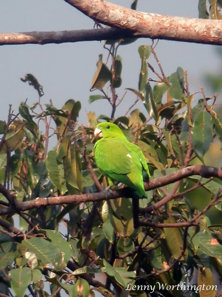 File:Green Raquet-tail Prioniturus luconensis (15901097174).jpg