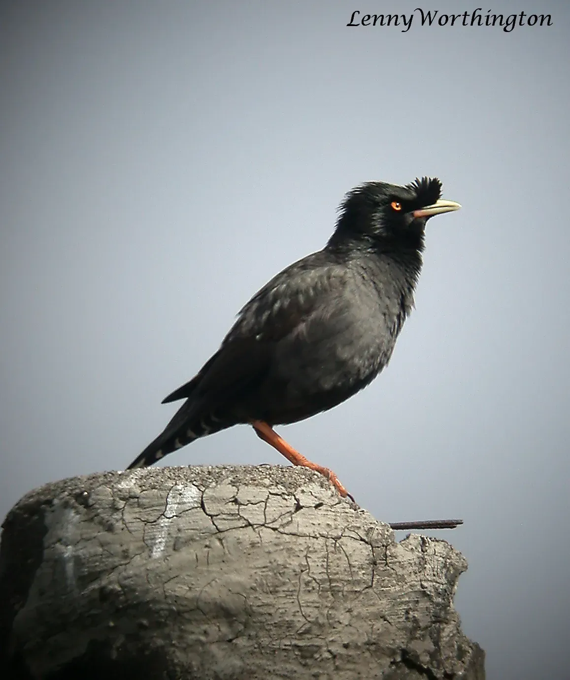 File:Crested Myna Acridotheres cristatellus cristatellus (15901109874).jpg