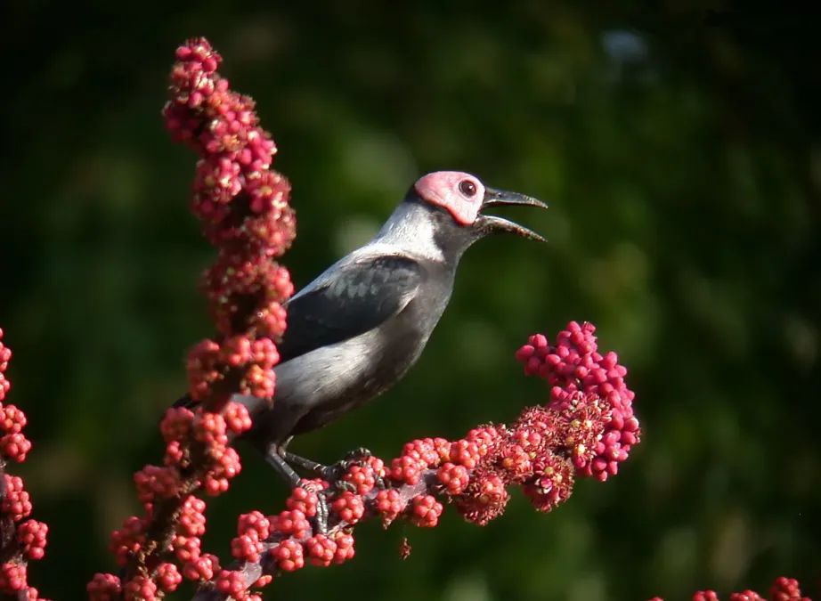 File:Coleto Sarcops calvus calvus (16521981221).jpg