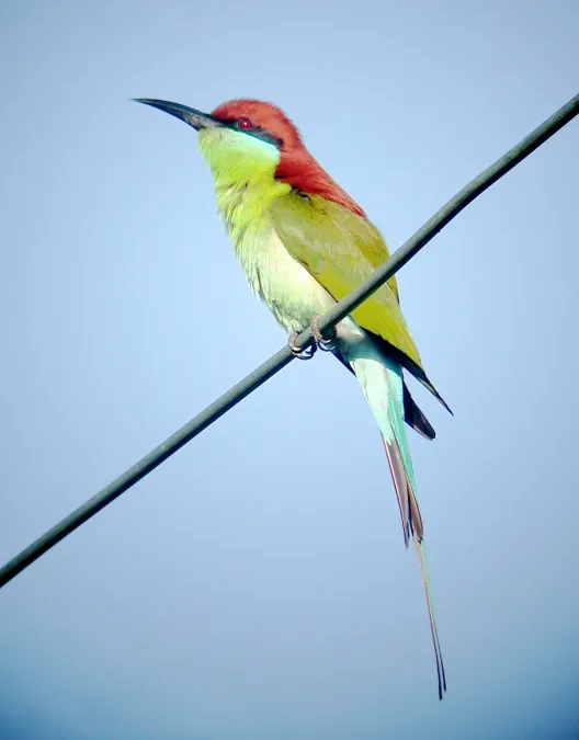 File:Rufous-crowned Bee-eater Merops viridis americanus, Luzon, Philippines (15903502423).jpg