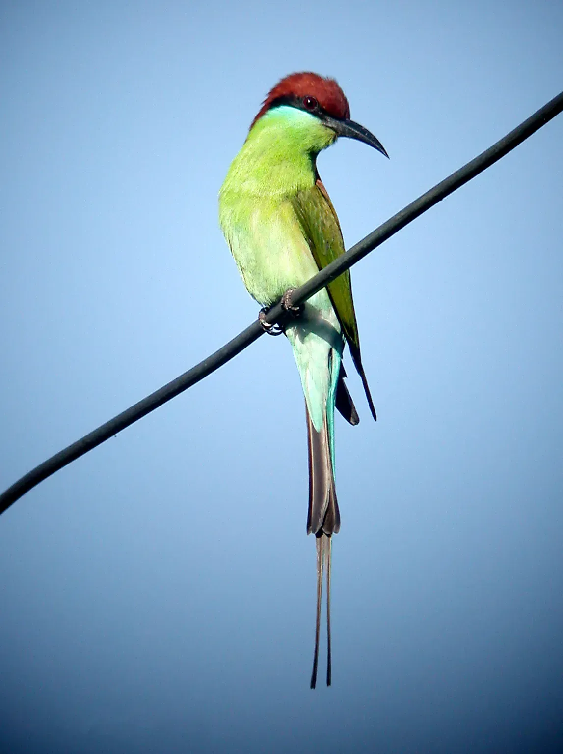 File:Rufous-crowned Bee-eater Merops viridis americanus, Luzon, Philippines (16522644672).jpg