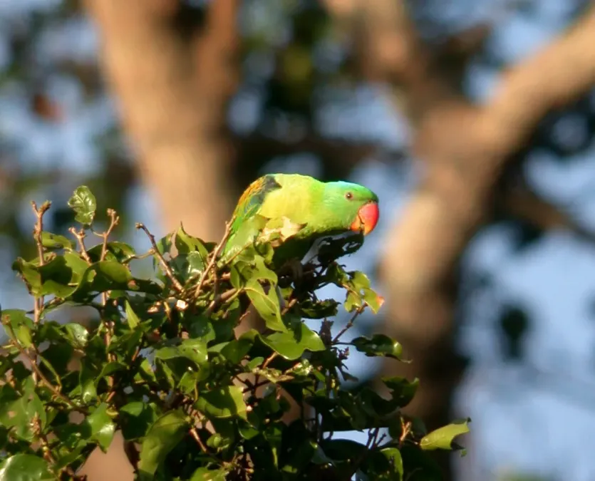 File:Blue-naped Parrot Tanygnathus lucionensis, Luzon (16522632802).jpg