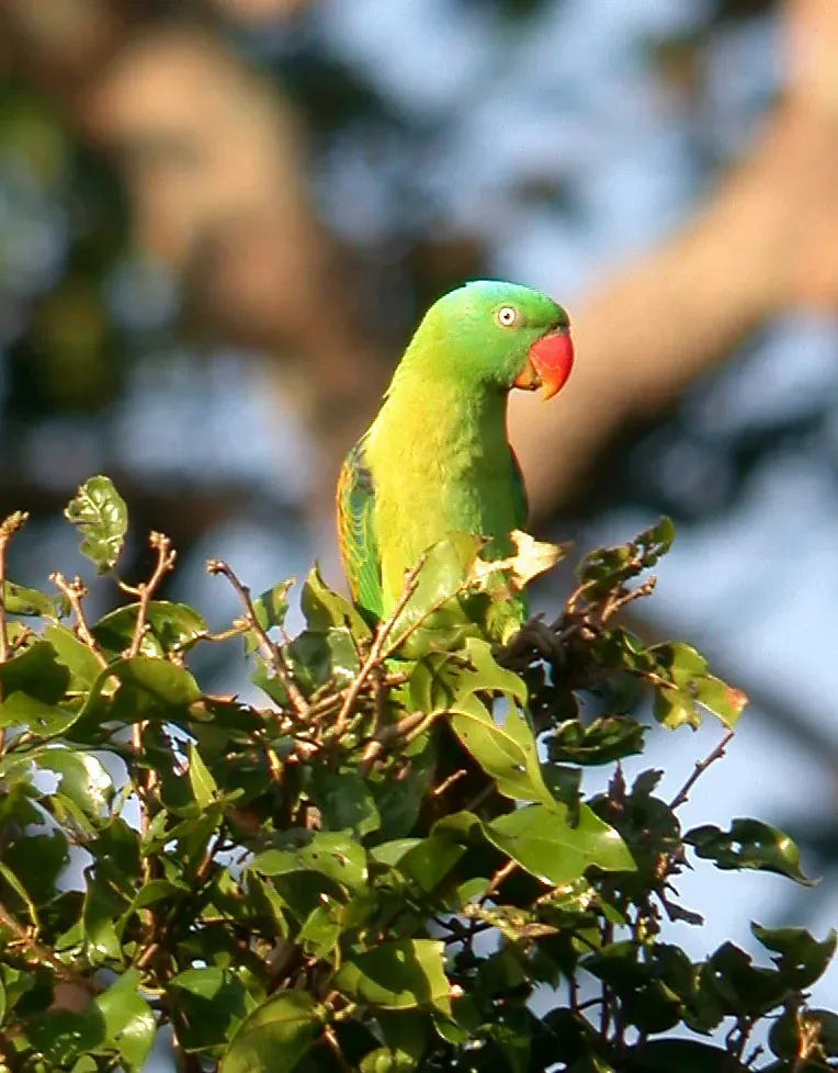 File:Blue-naped Parrot Tanygnathus lucionensis, Luzon (15903499723).jpg