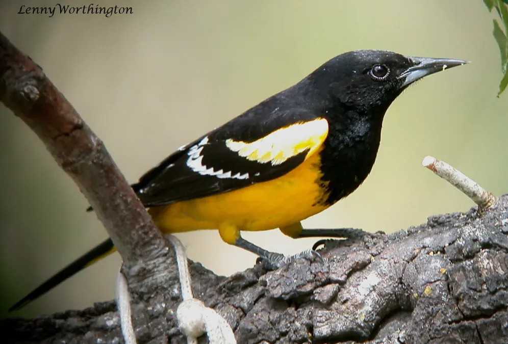 File:Scott's Oriole Icterus parisorum Arizona (16275106649).jpg